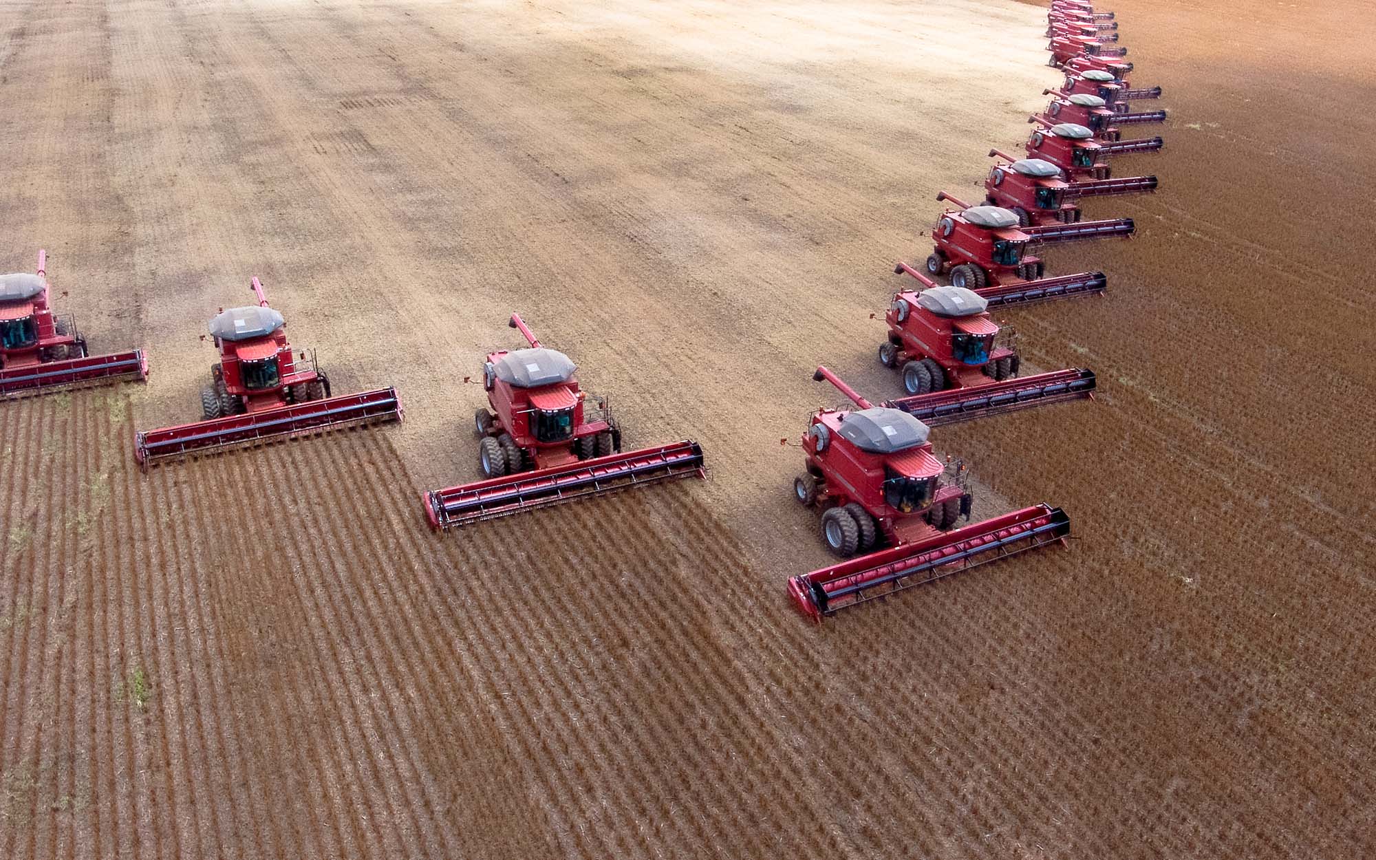 Mass soybean harvesting at a farm