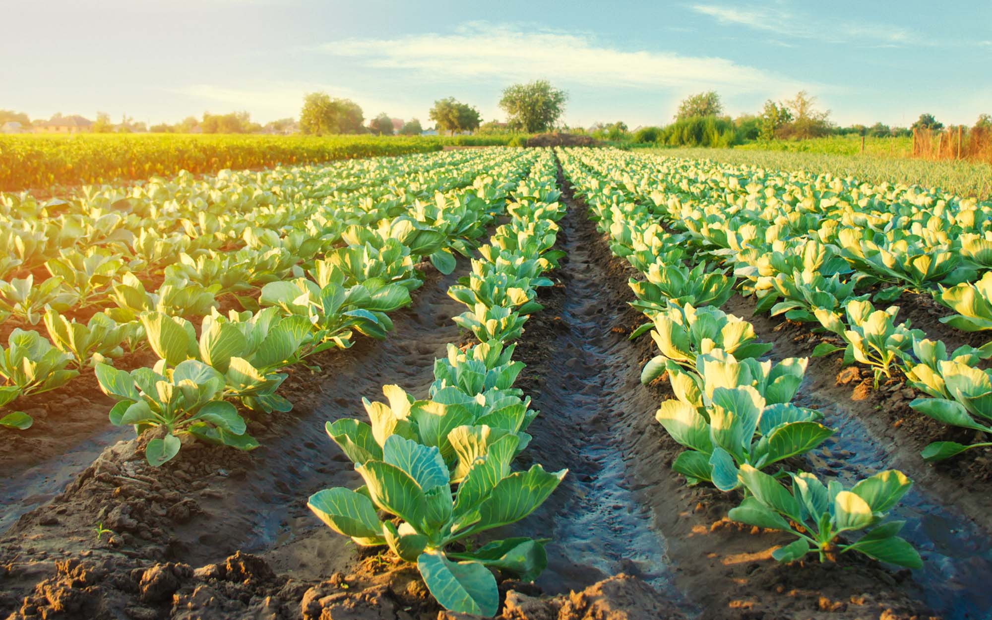 cabbage plantations grow in the field. vegetable rows. farming, agriculture