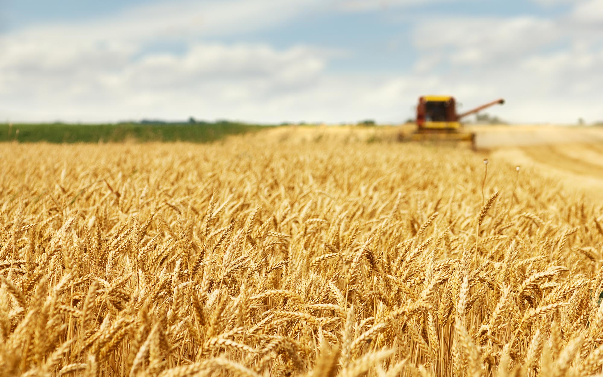 View of a wheat field with harvester machine in the distance