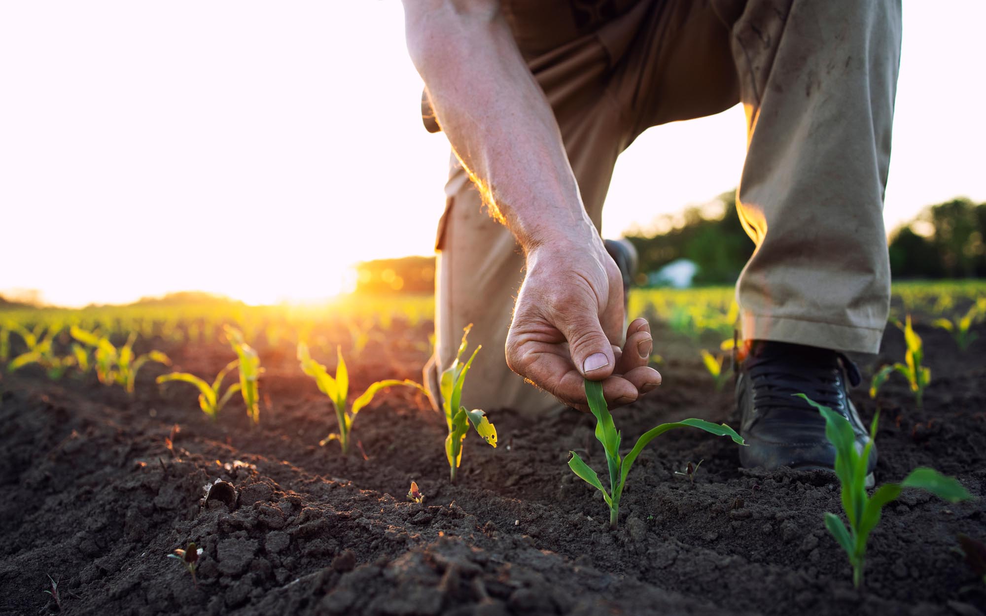 field worker or agronomist checking health of corn crops in the field