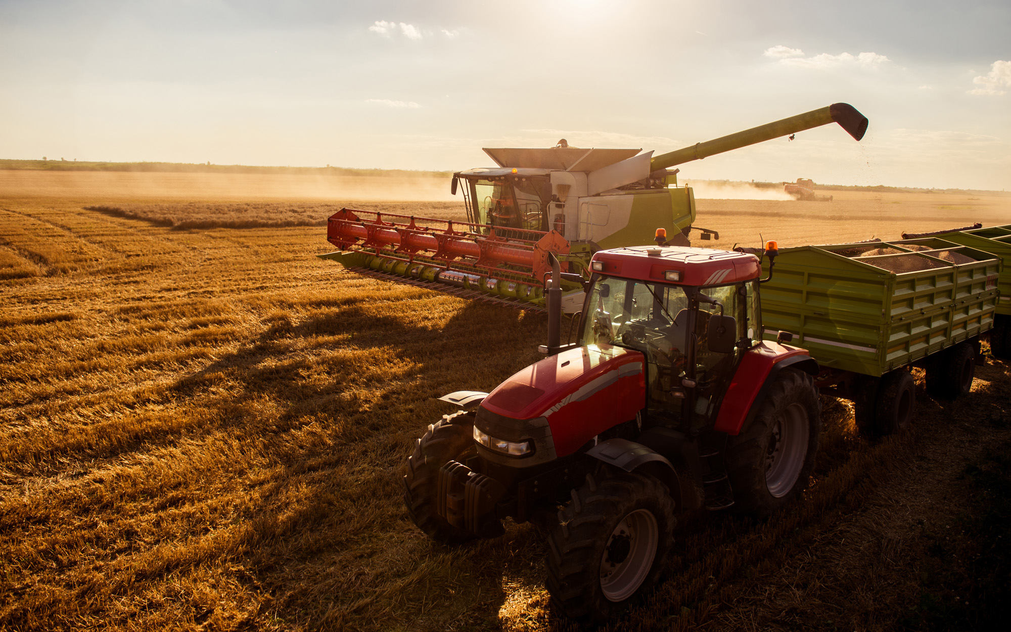 Harvesting the wheat